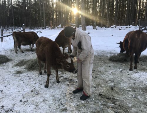 To Be or Not To Be a Meat Eater?