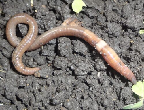 Beware of Asian Jumping Worms