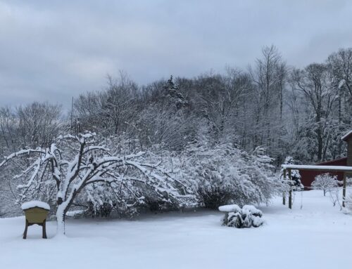 Winter Farm & Garden Meditations